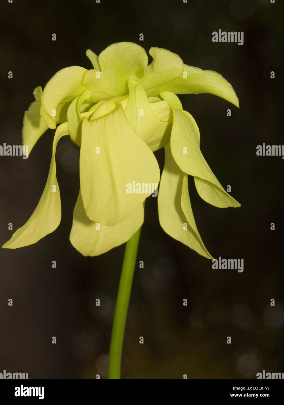 Belle et unique vert / jaune fleur de plante carnivore sarracénie, Sarracenia alata, sur un fond sombre Banque D'Images