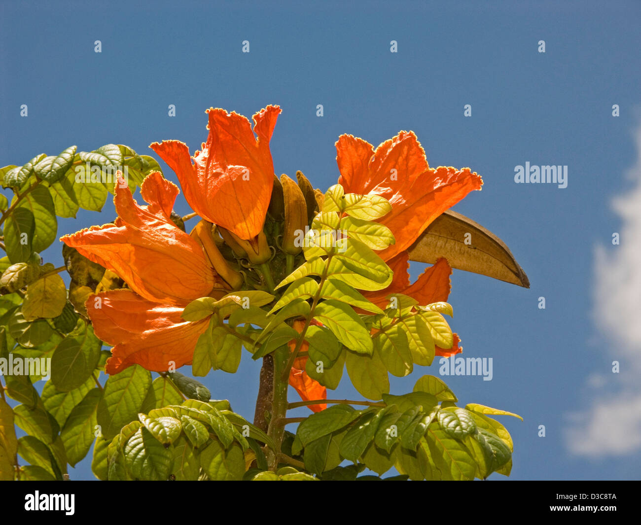 Grappe de fleurs orange vif et les feuilles de Spathodea campanulata, african tulip tree, sur un fond de ciel bleu Banque D'Images