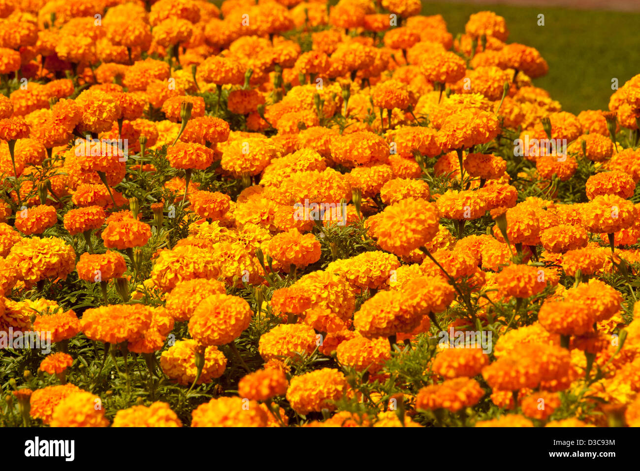 Étendues de fleurs orange vif spectaculaire des œillets d'Afrique - Tagetes erecta hybride - jardin plantes à massifs annuelles populaires Banque D'Images