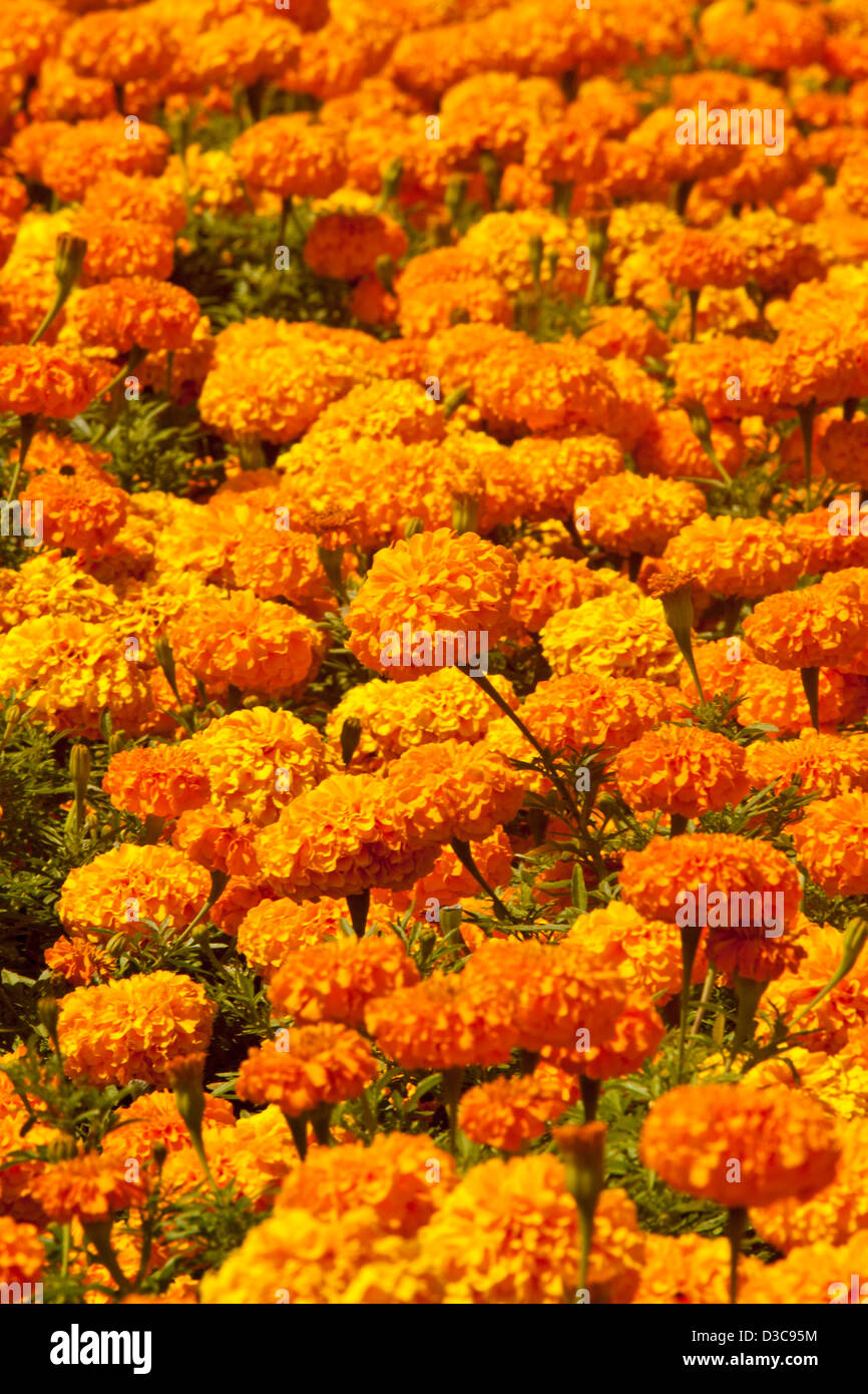 Étendues de fleurs orange vif spectaculaire des œillets d'Afrique - Tagetes erecta hybride - jardin plantes à massifs annuelles populaires Banque D'Images