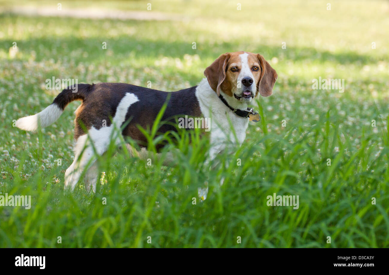 Beagle pure race, posant dans la lumière du matin Banque D'Images