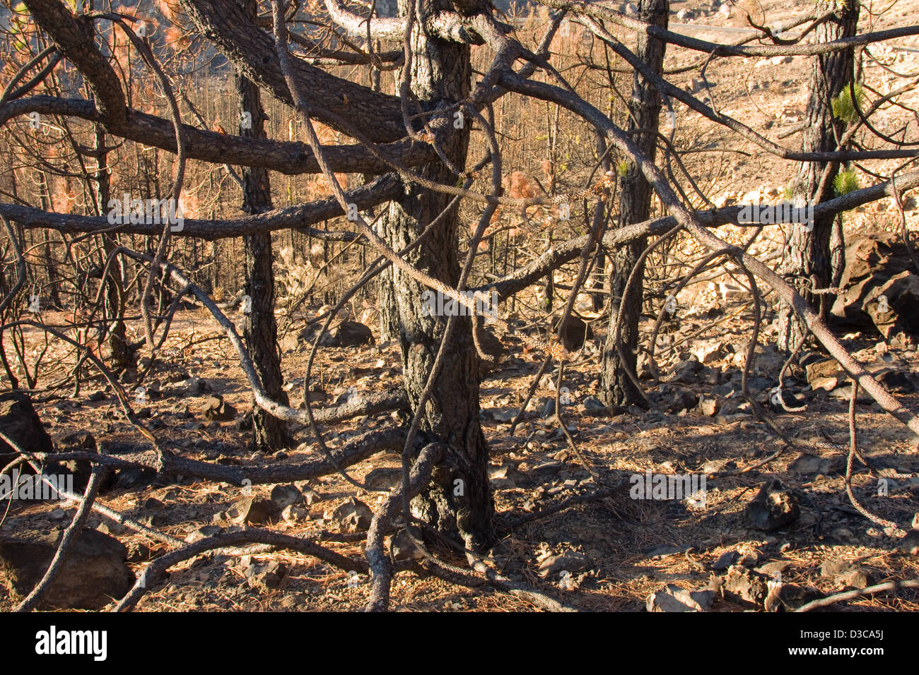 Forêts brûlées Banque D'Images