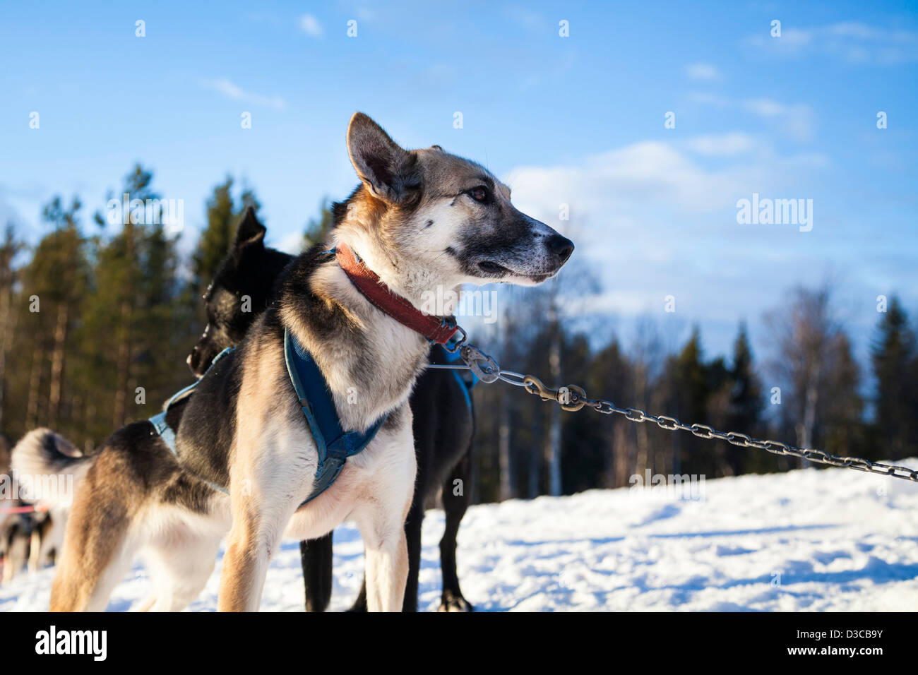 Polar suédois race mélangée chiens de traîneau Husky Alaska Banque D'Images