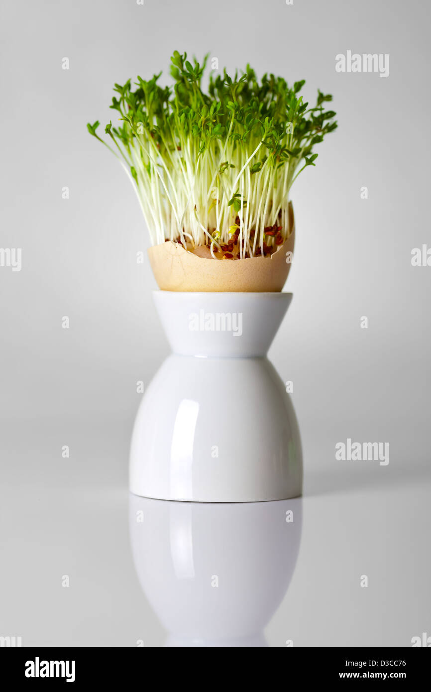 La coquille des œufs de Pâques avec les verts sur fond gris. Maison de composition, art concept Banque D'Images