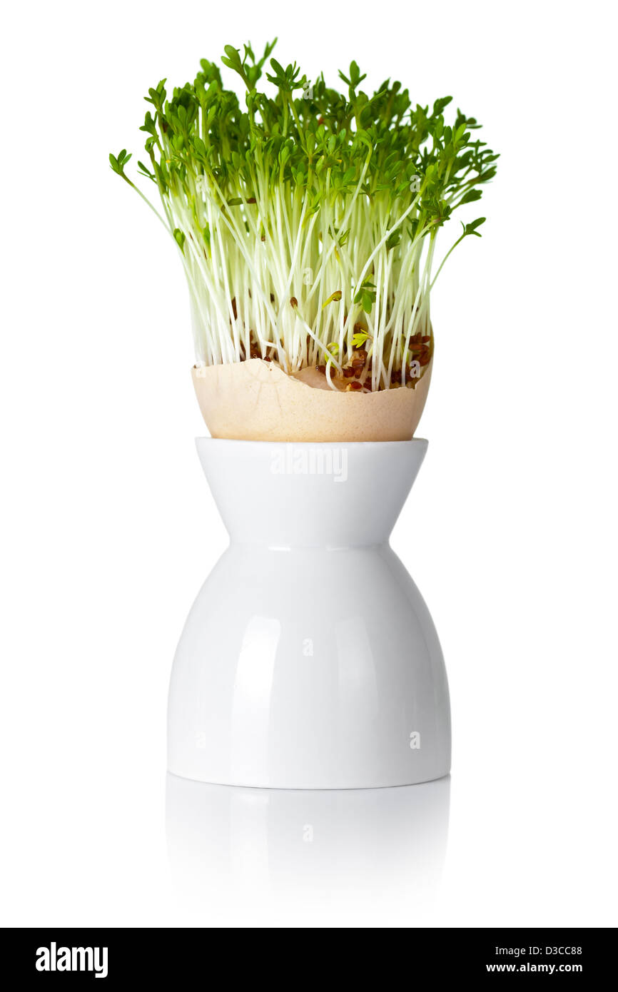 La coquille des œufs de Pâques avec les verts sur fond blanc. Maison de composition, art concept Banque D'Images