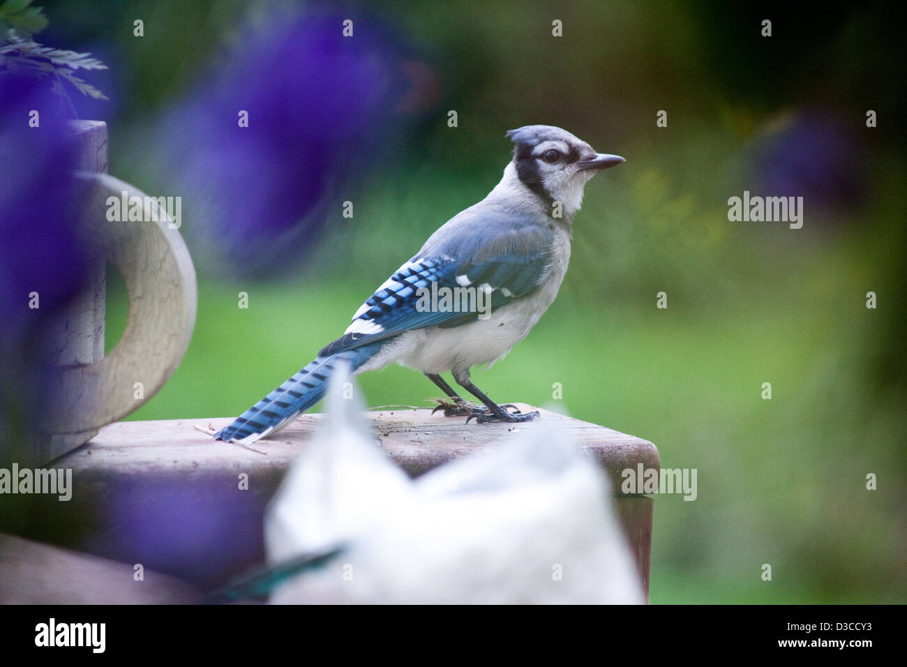 Le Geai bleu est une espèce de passereau de la famille des corvidés, originaire d'Amérique du Nord. Banque D'Images