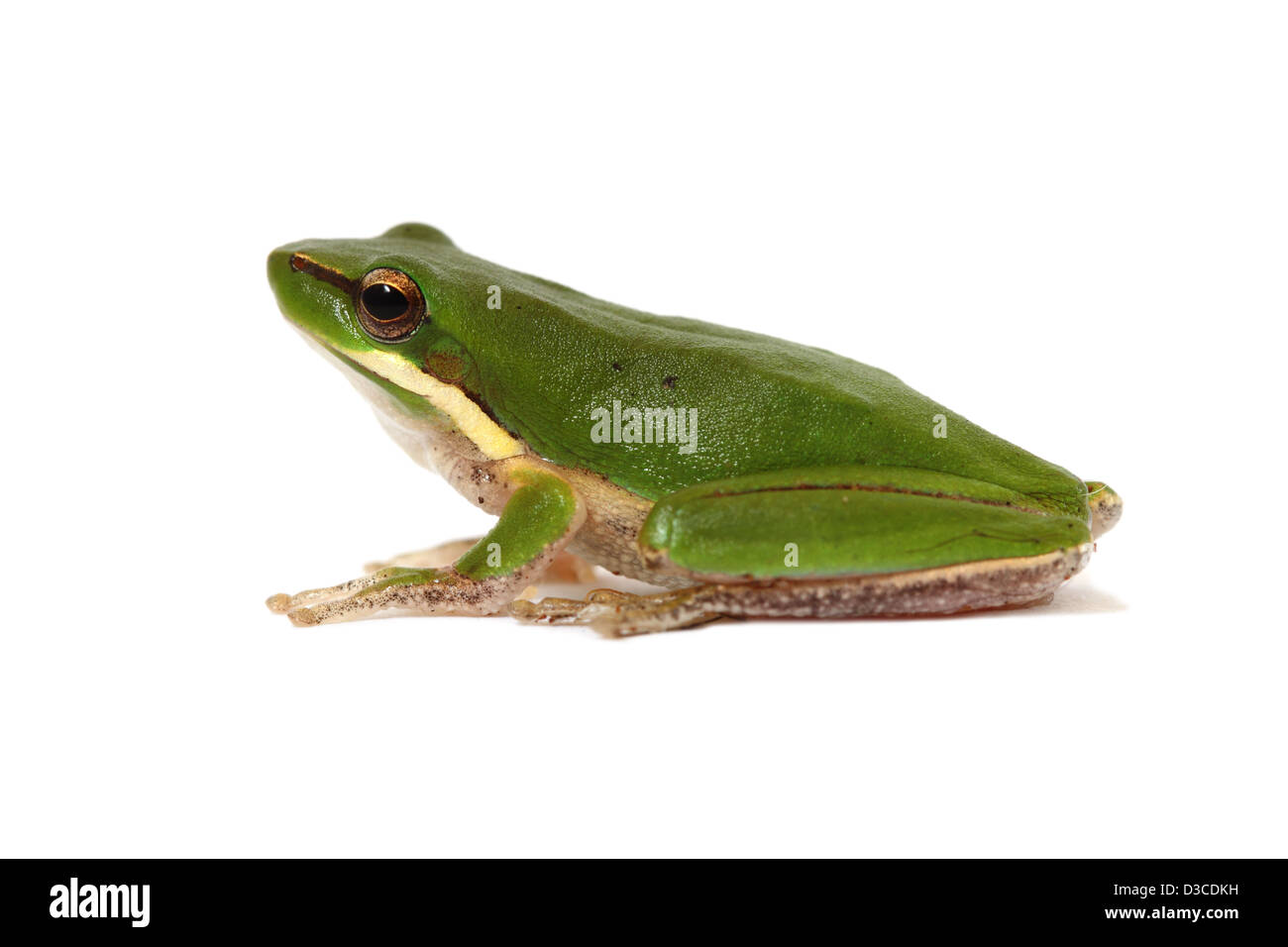 L'Est de l'arbre nain, grenouille litoria fallax photographié dans un studio adapté à la découpe Banque D'Images