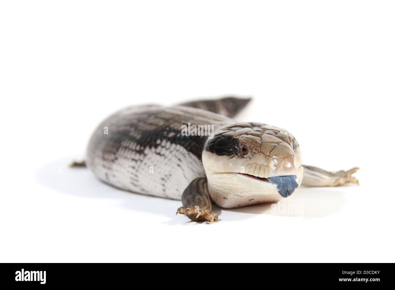Blue-tongue ou lézard Tiliqua scincoides scincoides scinque, photographié dans un studio adapté à la découpe Banque D'Images