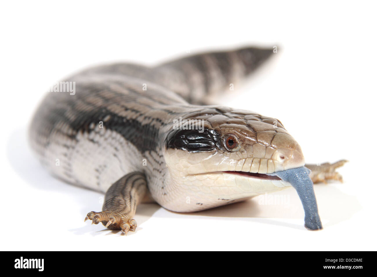 Blue-tongue ou lézard Tiliqua scincoides scincoides scinque, photographié dans un studio adapté à la découpe Banque D'Images