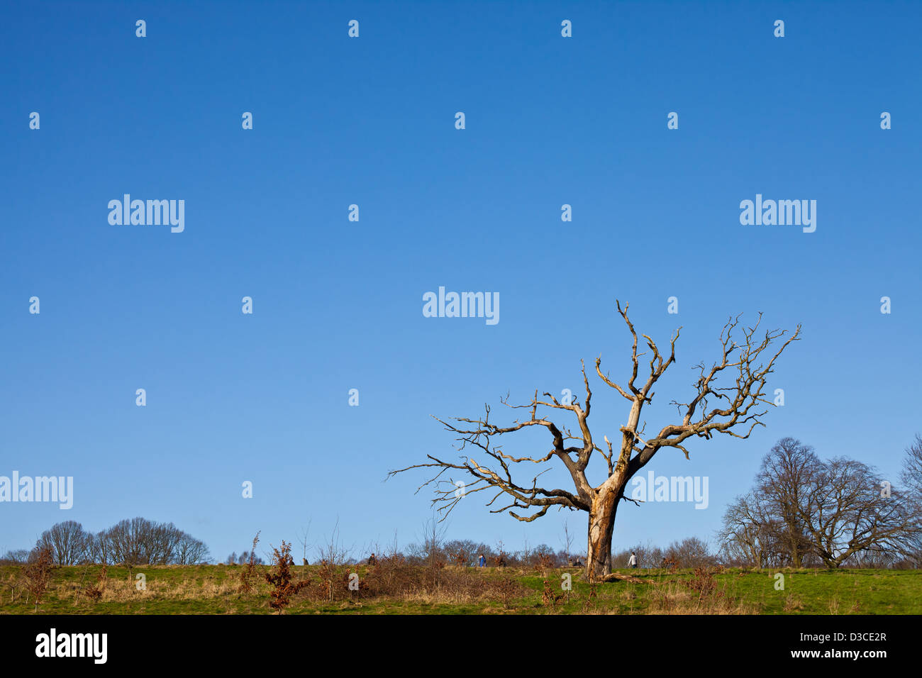 Arbre mort, Hampstead Heath Banque D'Images