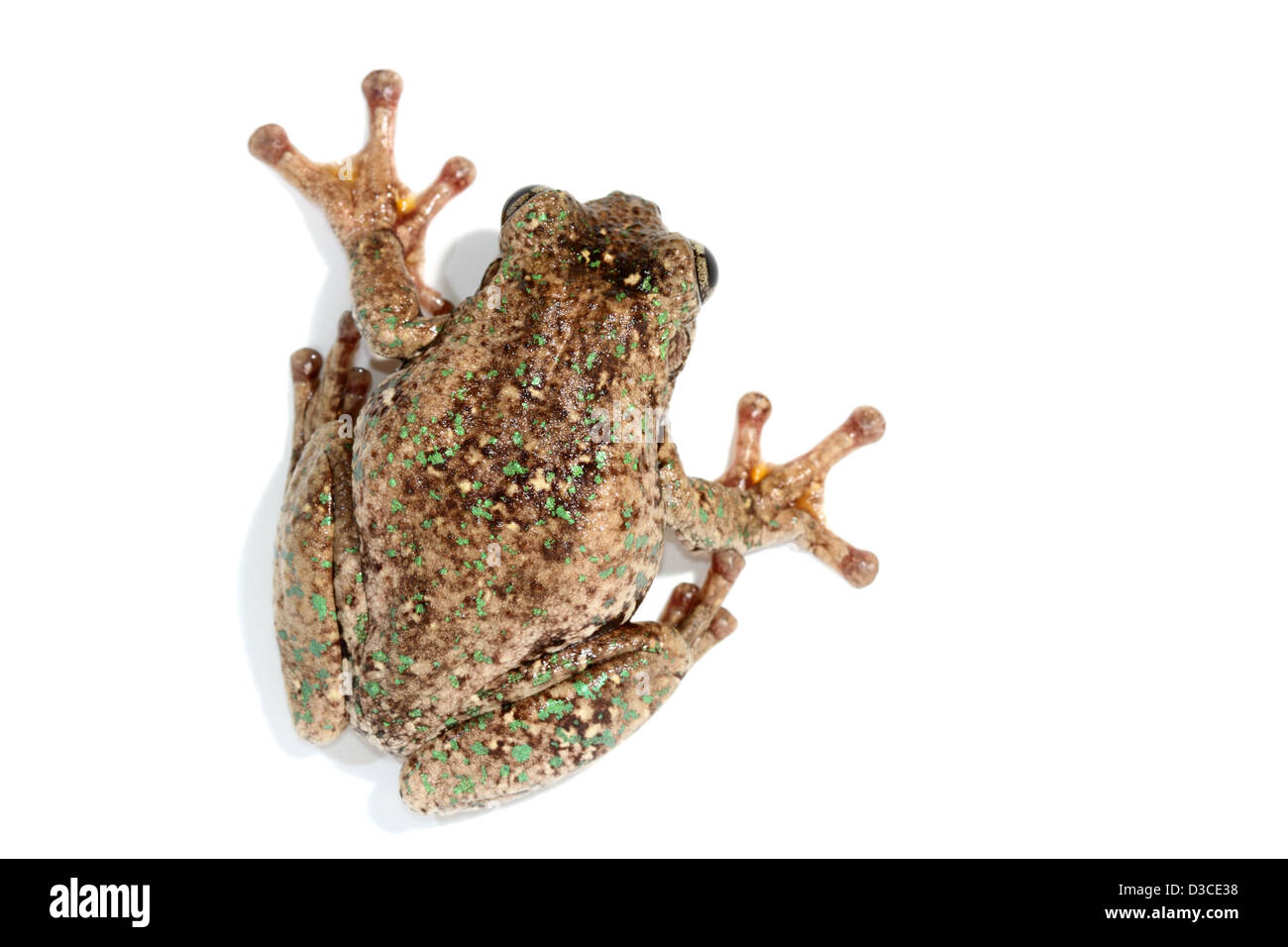Peron's tree frog, emerald spotted rainette, rire ou rainette la grenouille cackle maniaque, Litoria peronii Banque D'Images