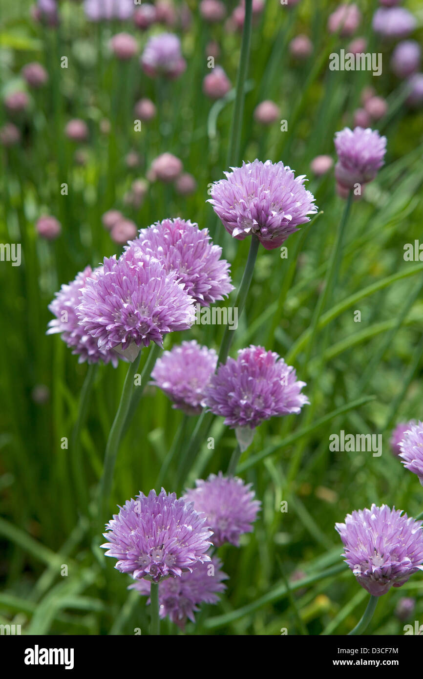 La ciboulette en fleurs dans un jardin Banque D'Images