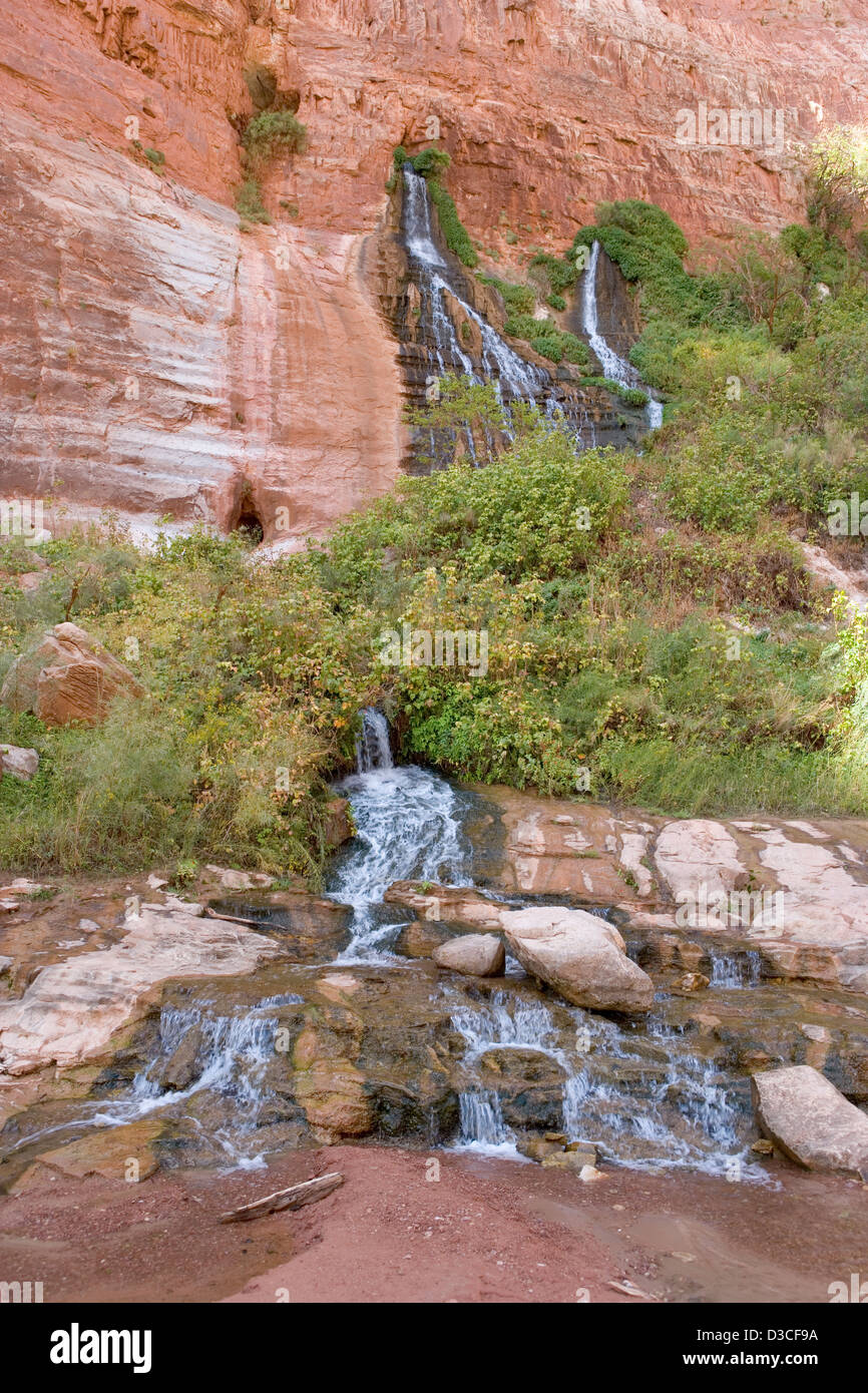 Vasey's Paradise Springs qui sortent d'un mur à l'intérieur de la falaise Grand Canyon Banque D'Images