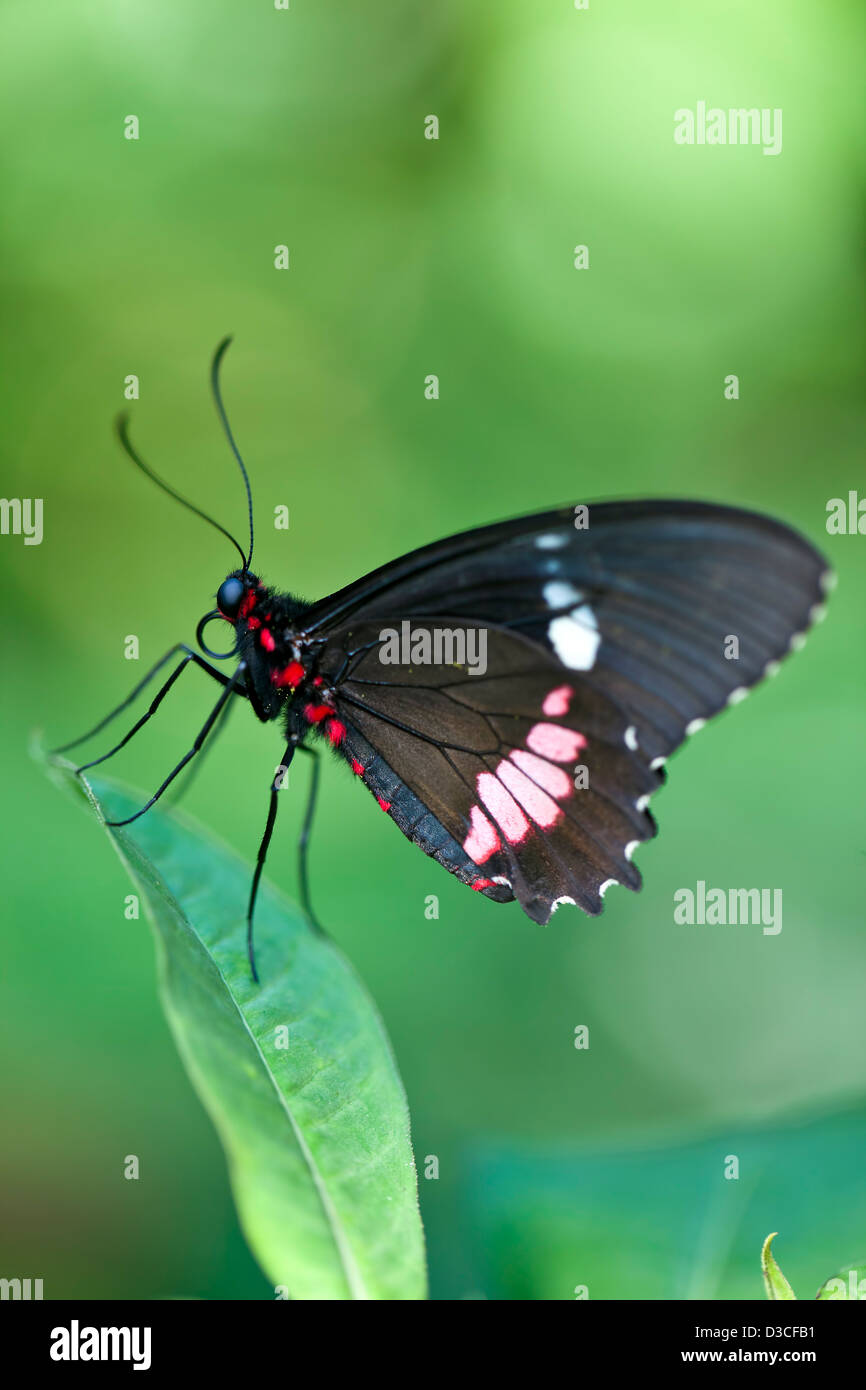 Un plan macro sur une Cattleheart d'Amérique centrale (Papillon Parides iphidamas) sur une feuille avec de l'espace pour copier l'espace. Banque D'Images