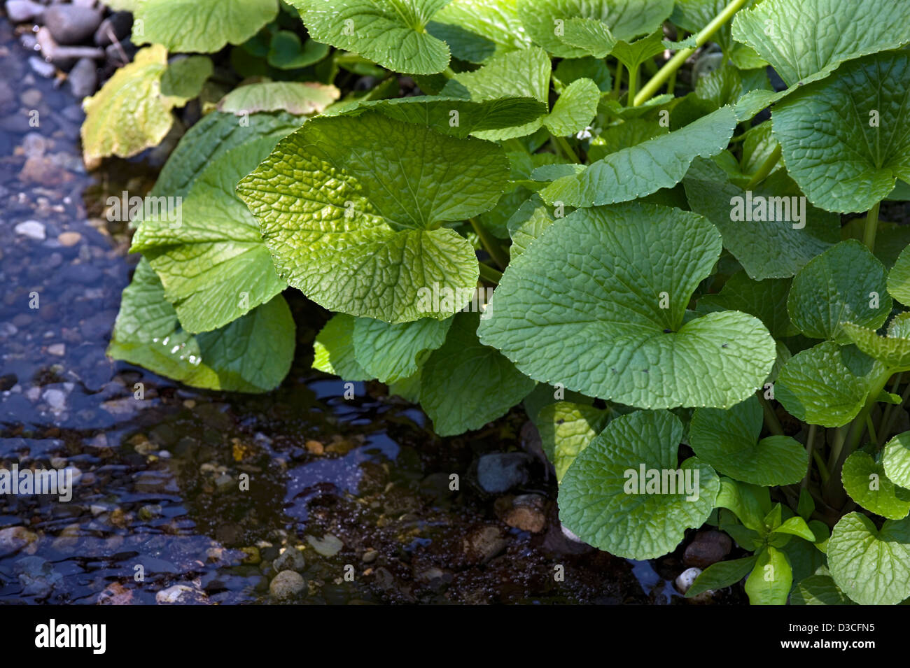 Feuilles vert frais du wasabi (raifort japonais) des plantes qui poussent dans l'eau de la rivière de montagne à Daio Wasabi Nojo ferme, Japon Banque D'Images