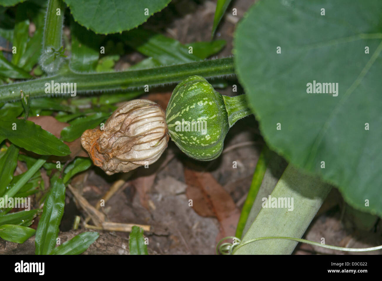 À partir de la citrouille pour former sur des plantes sur une ferme biologique Banque D'Images