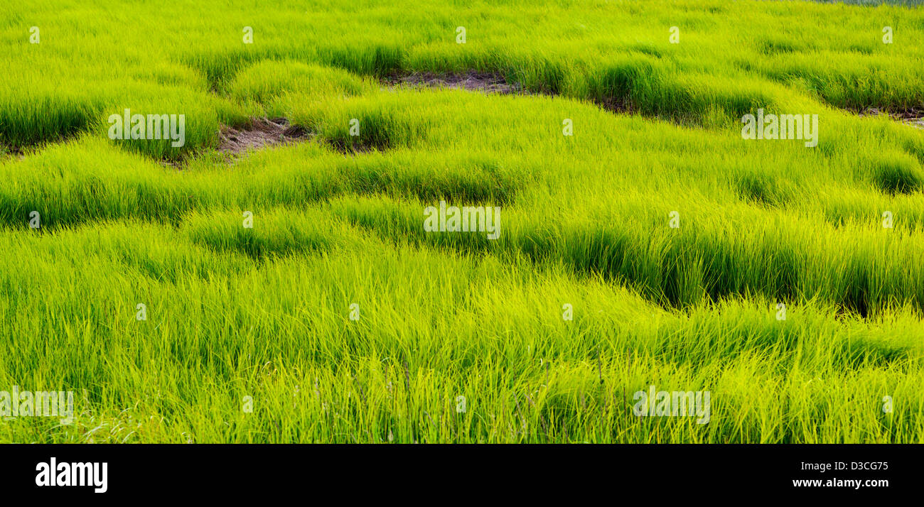 Les herbes à proximité des marais de la baie de bélugas et Homer Spit, Homer, Alaska, USA Banque D'Images
