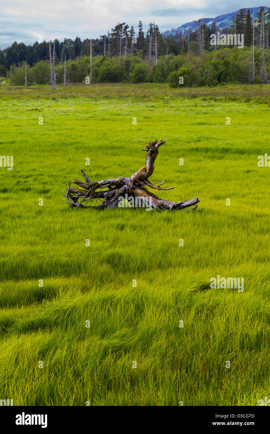 Et d'herbes de marais près de Driftwood Bay beluga et Homer Spit, Homer, Alaska, USA Banque D'Images
