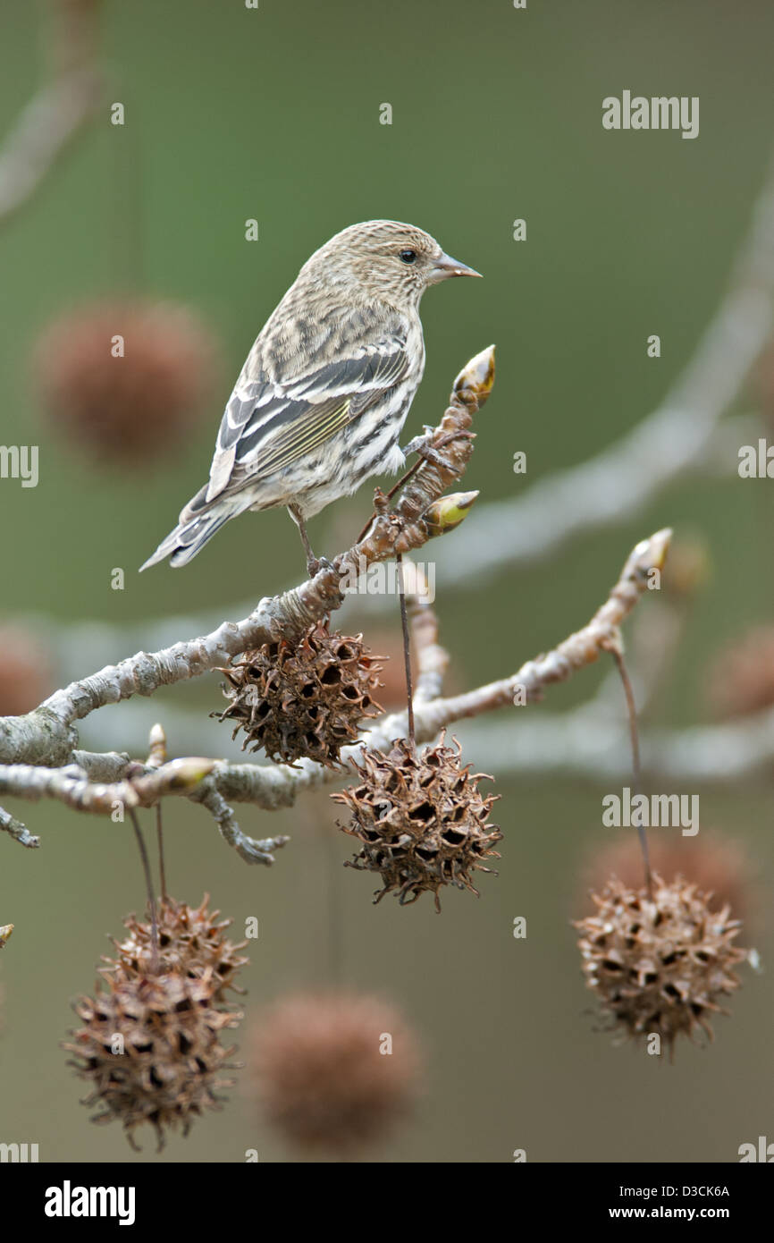 Le pin Siskin perching dans la neige Sweetgum oiseau oiseaux oiseaux oiseaux chanteurs oiseaux chanteurs oiseaux chanteurs ornithologie Science nature faune Environnement siskins hiver neige verticale Banque D'Images