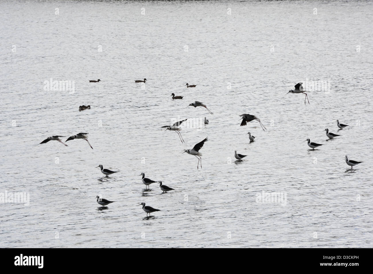 Volée d'oiseaux dans les marais Banque D'Images