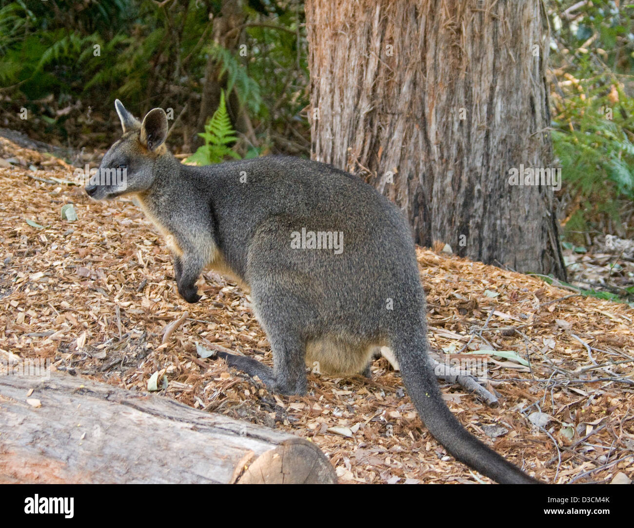 Femme, Wallabia bicolor avec Joey dans la pochette dans l'état sauvage dans le Parc National Booderee, NSW Australie Banque D'Images