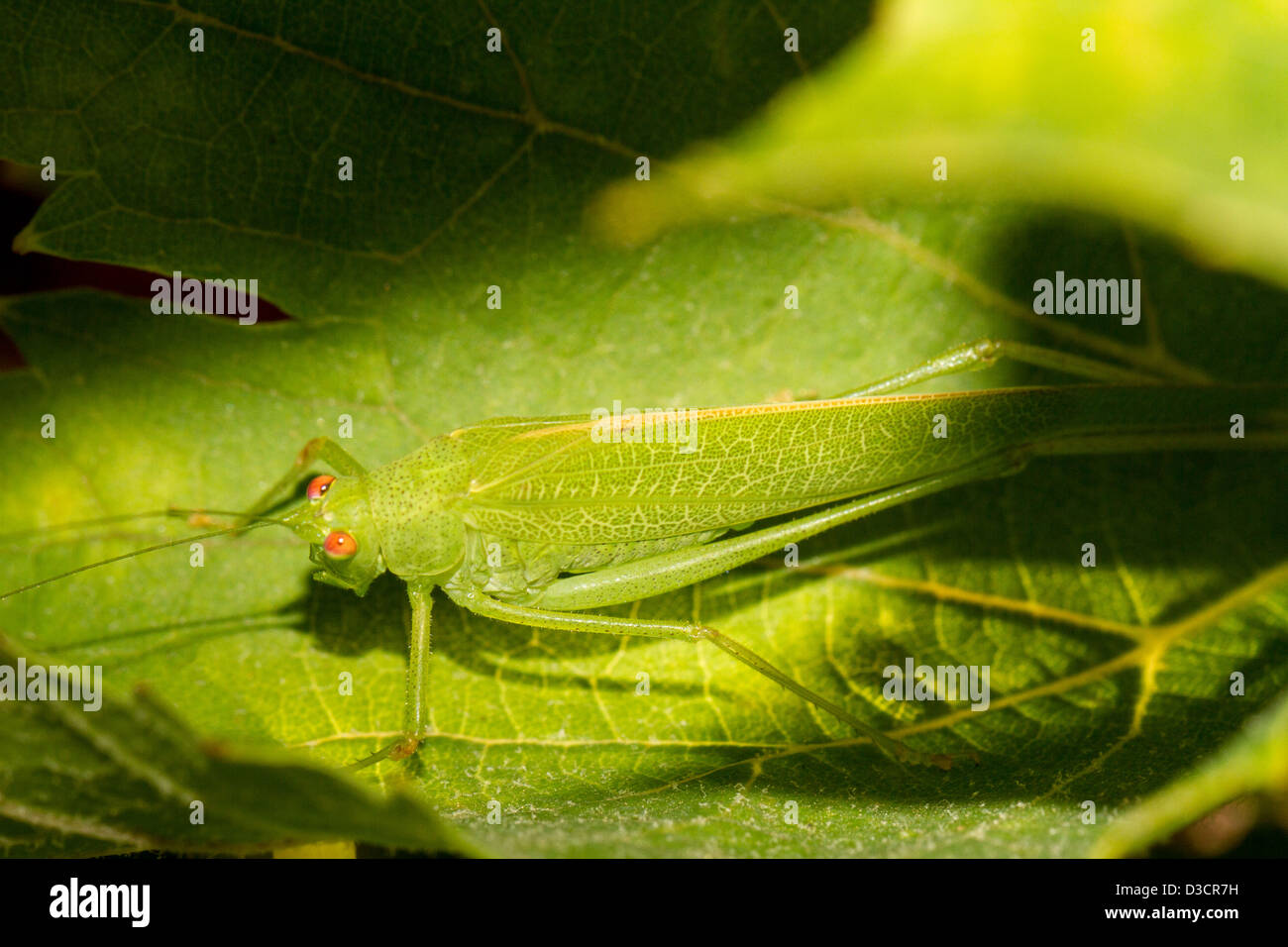 Vue rapprochée de la belle sauterelle (Tettigonia viridissima Européenne) sur une feuille verte. Banque D'Images