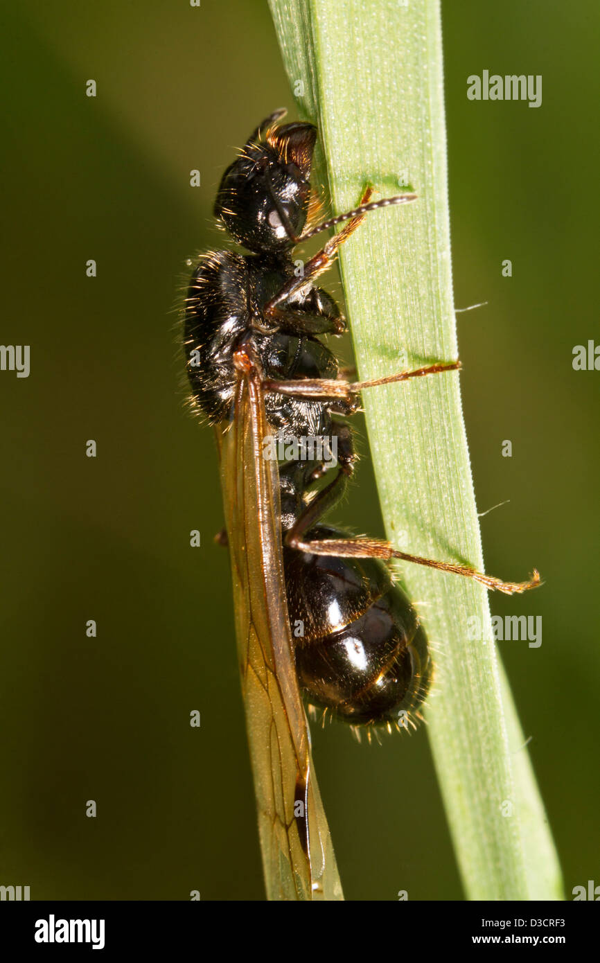 Vue rapprochée d'un harvester ant (Messor barbarus) sur une plante. Banque D'Images