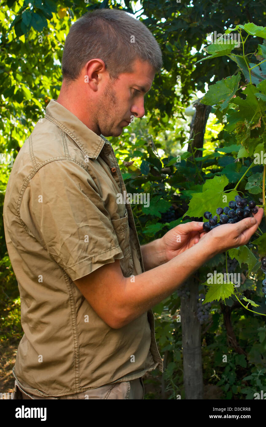 Un viticulteur ou vigneron l'inspection de la récolte de raisins Cabernet sauvignon Banque D'Images