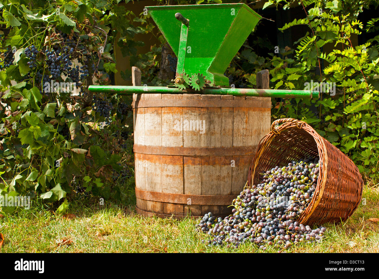 Raisins fraîchement récoltés de répandre à partir d'un panier en osier avec un baril de vin et d'un concasseur de raisin vintage Banque D'Images