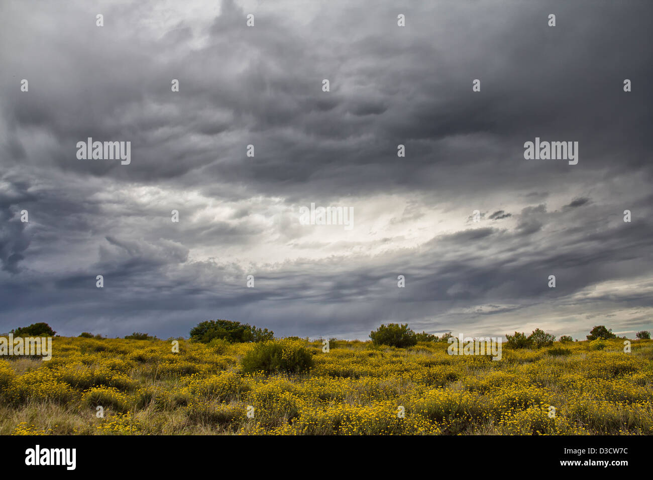 Il section sud de Addo Elephant National Park sur la tempête et moody afternoonin Afrique du Sud Banque D'Images