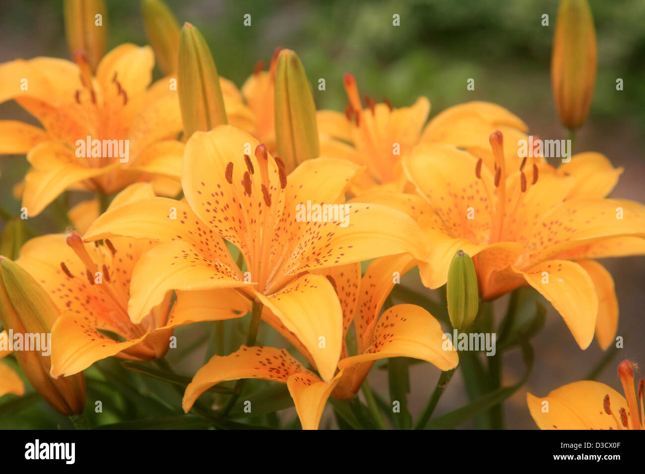 Tiger lilies dans la brume du soir Banque D'Images