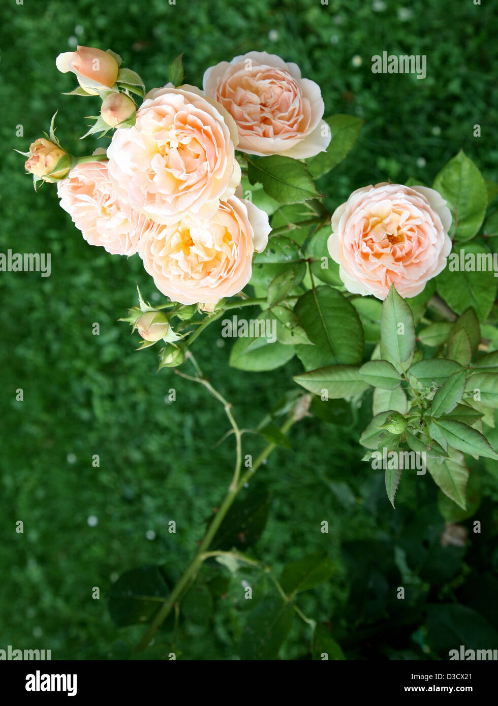 Roses roses Banque D'Images