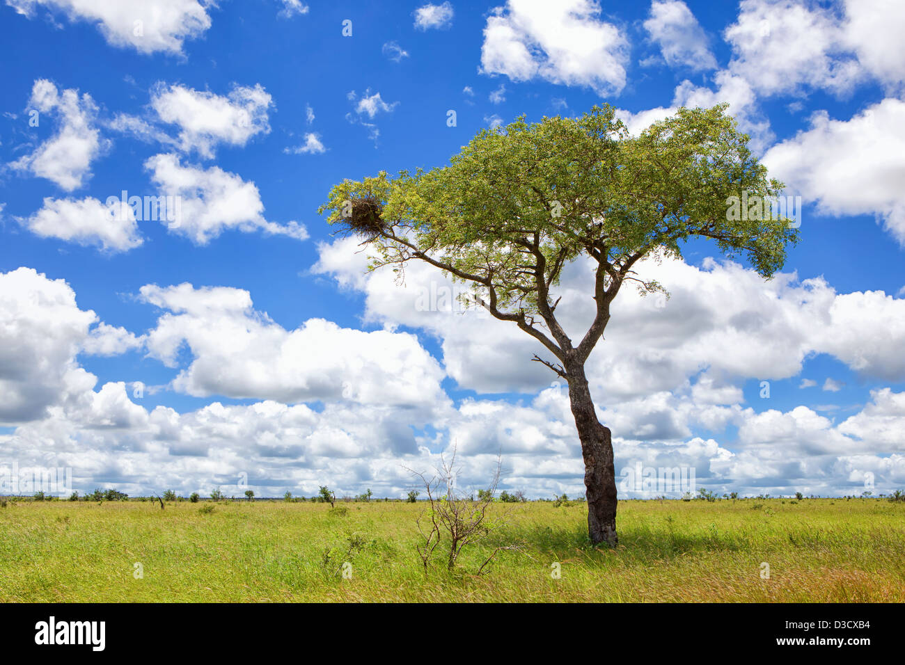 Image paysage des plaines ouvertes au nord de Sabie inférieur dans le Parc National Kruger en Afrique du Sud Banque D'Images
