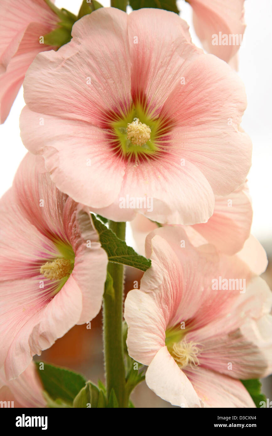 Fleurs de mauve rose Banque D'Images