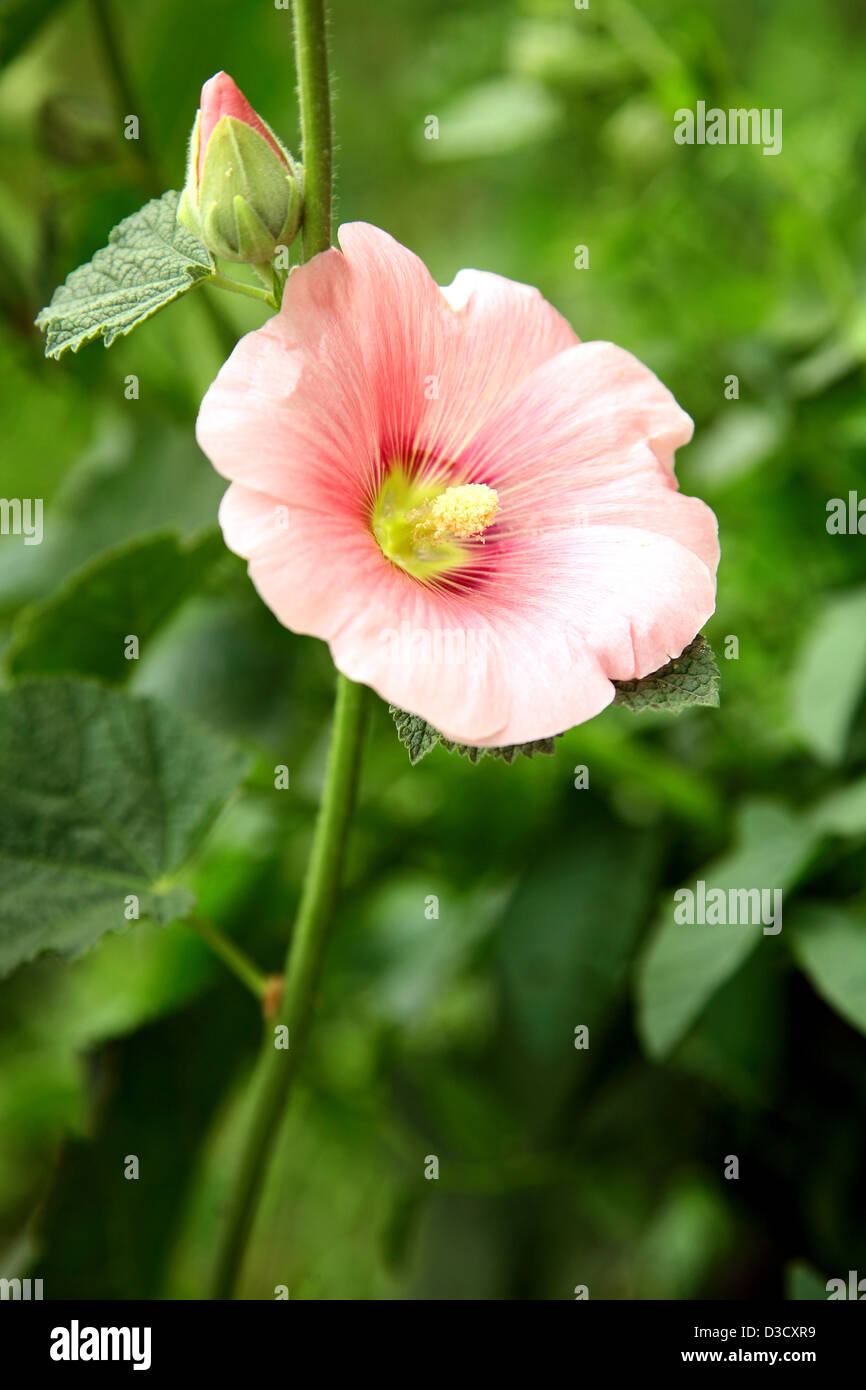 La mauve rose dans le jardin d'été Banque D'Images