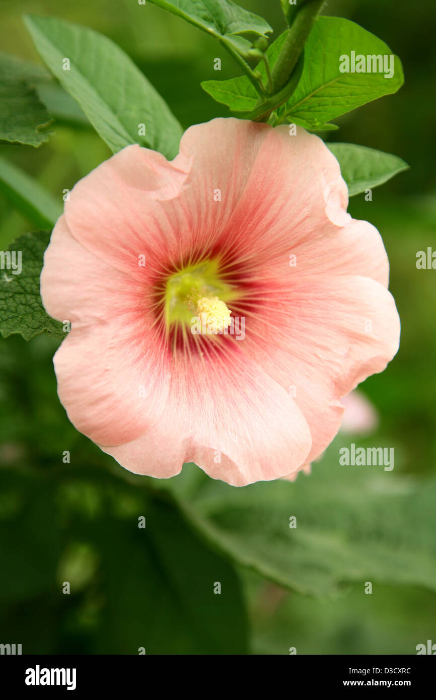 La mauve rose sur fond vert Banque D'Images