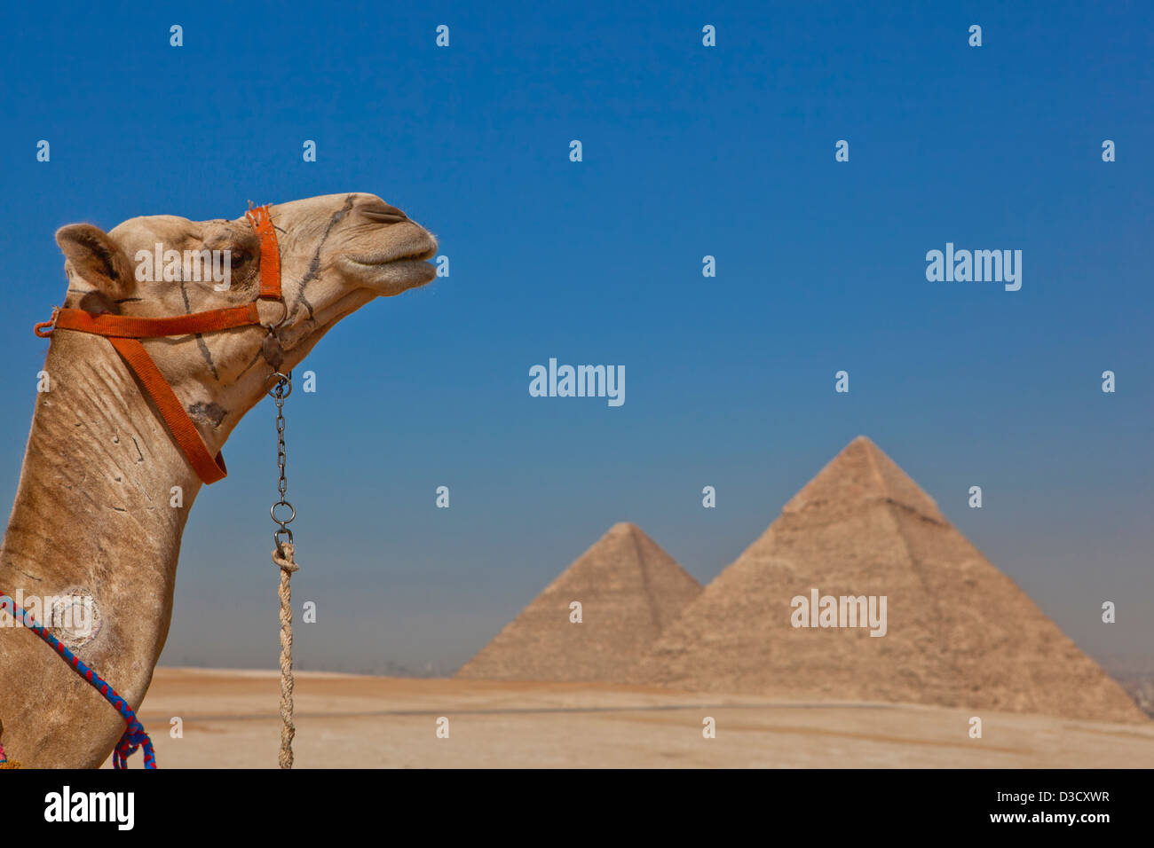 Pyramides de Gizeh au Caire, Egypte Banque D'Images