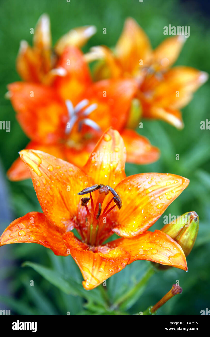 Tiger lilies en goutte de pluie Banque D'Images