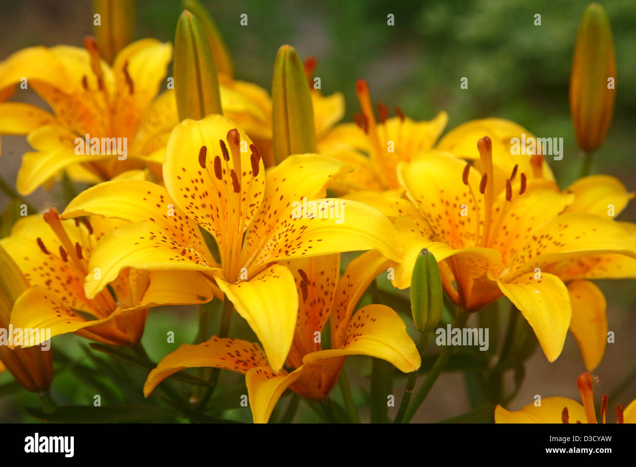 Le lis tigré jaune magnifique dans le jardin Banque D'Images