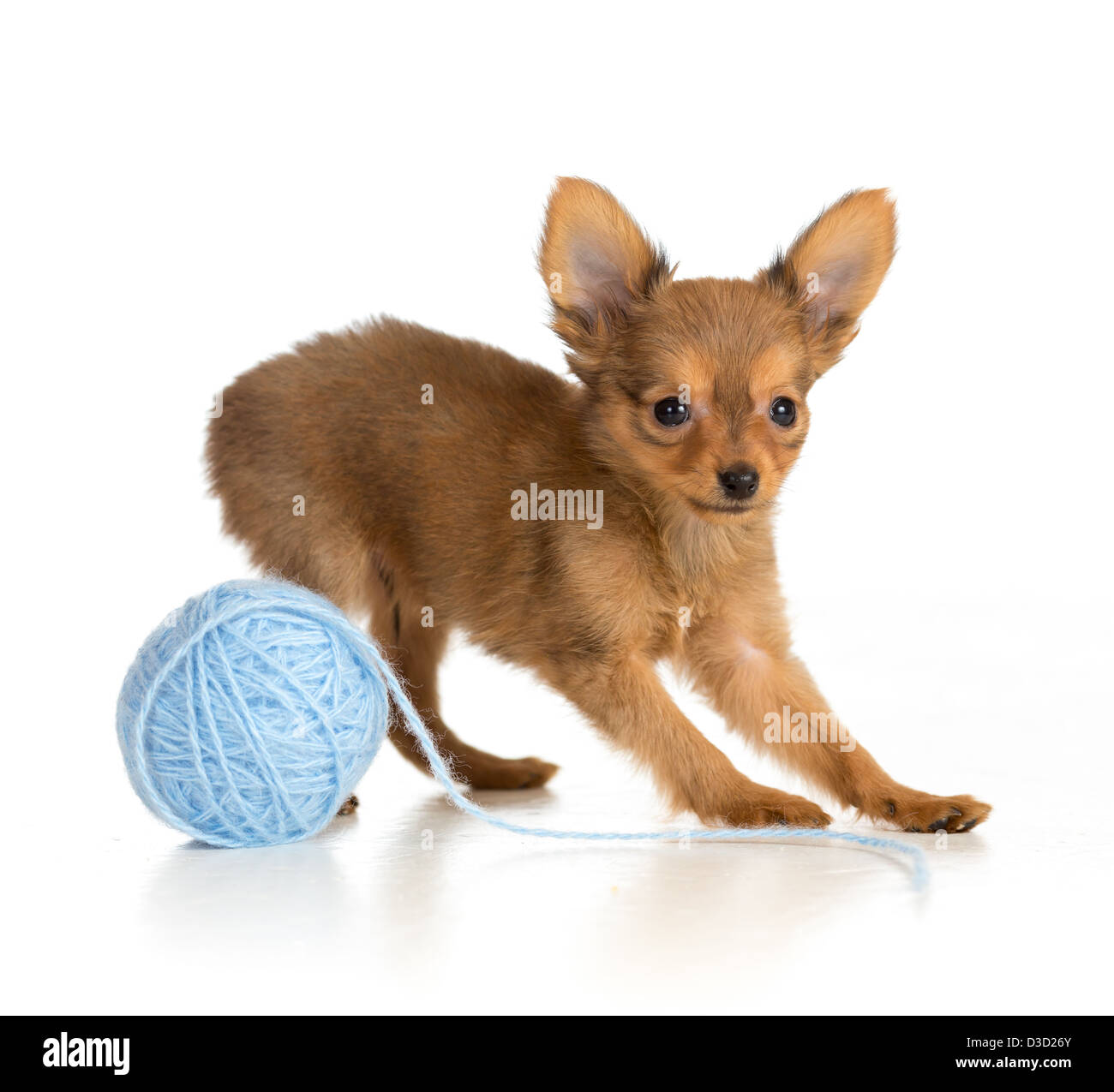 Russian toy terrier puppy jouer balle de laine Banque D'Images