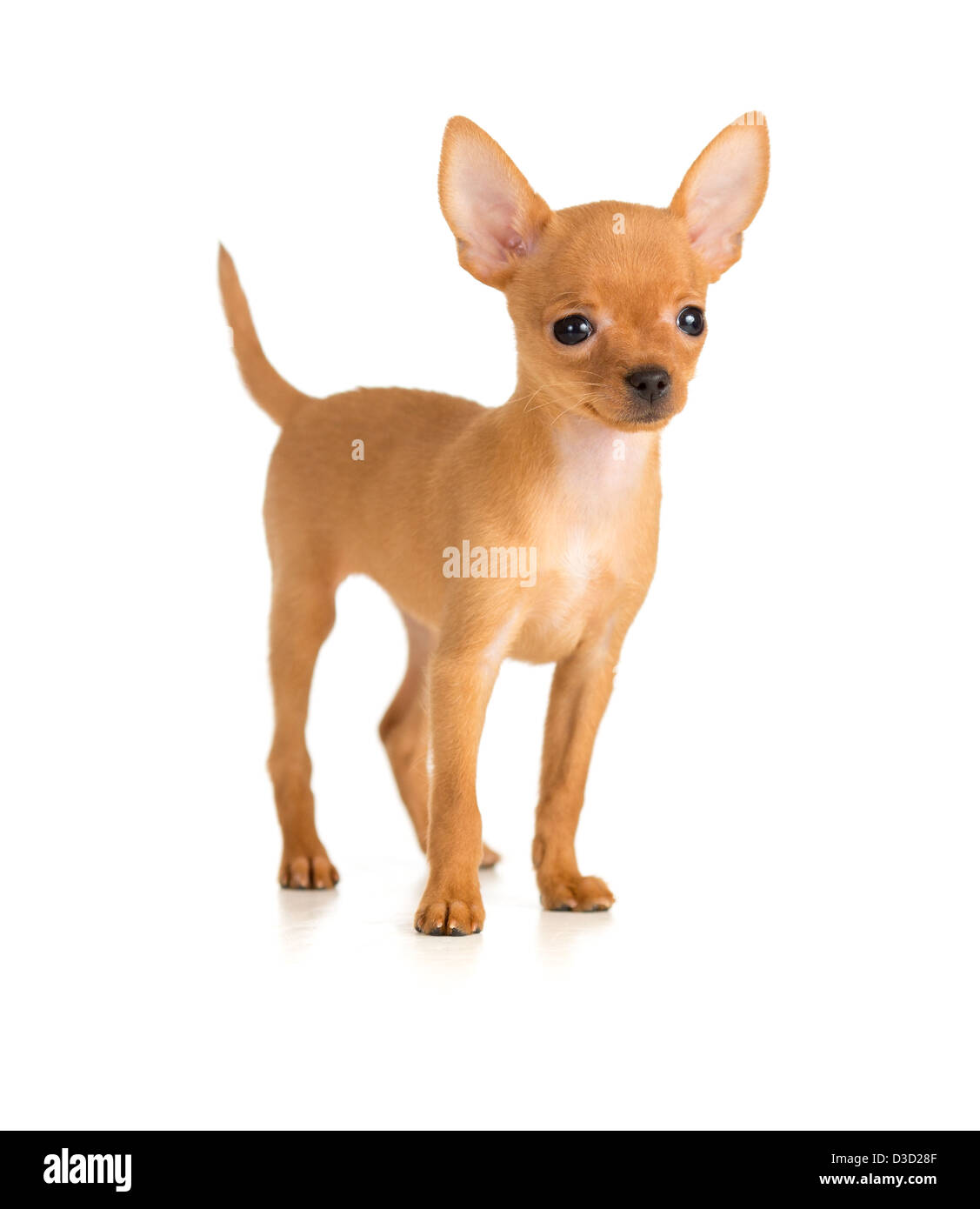 Smiling dog toy terrier russe Banque D'Images