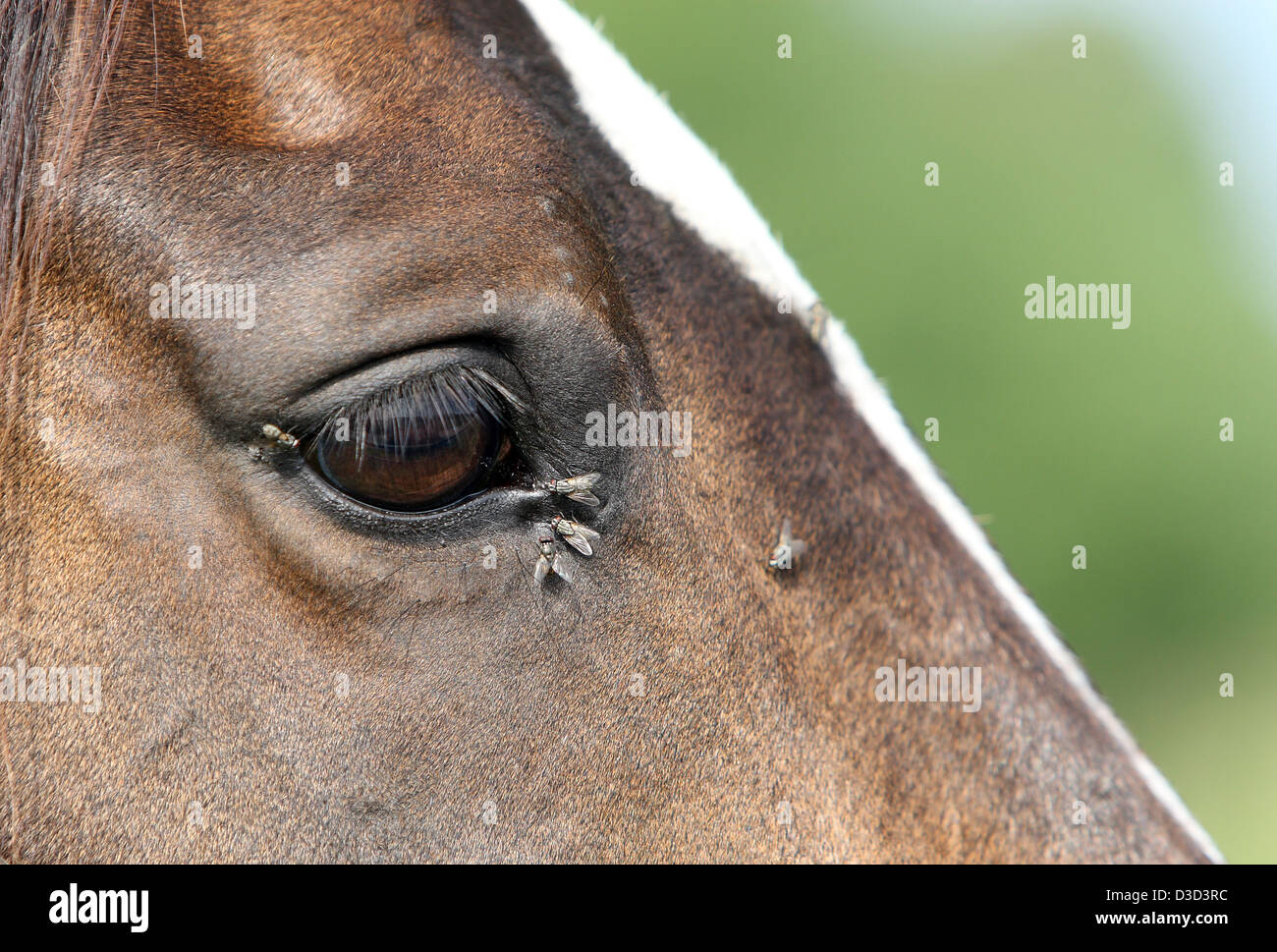 Graditz, Allemagne, voler sur l'œil d'un cheval Banque D'Images