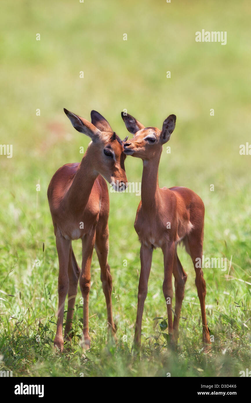 Deux jeunes l'Impala (Aepyceros melampus) d'interagir sur les grandes plaines de Kruger dans le Boma. Banque D'Images