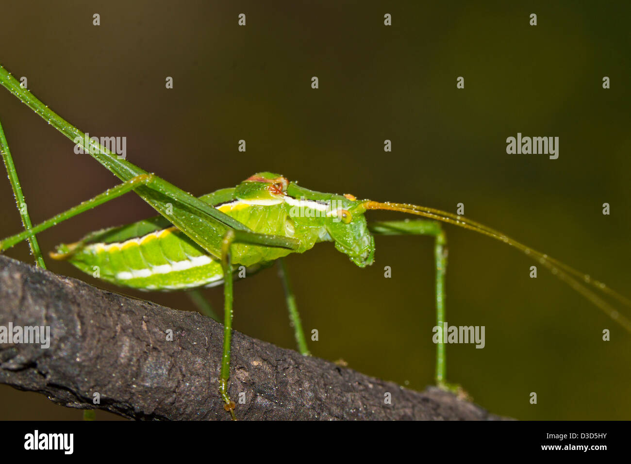 Fermer Voir le détail d'une sauterelle verte ( phaneroptera falcata). Banque D'Images