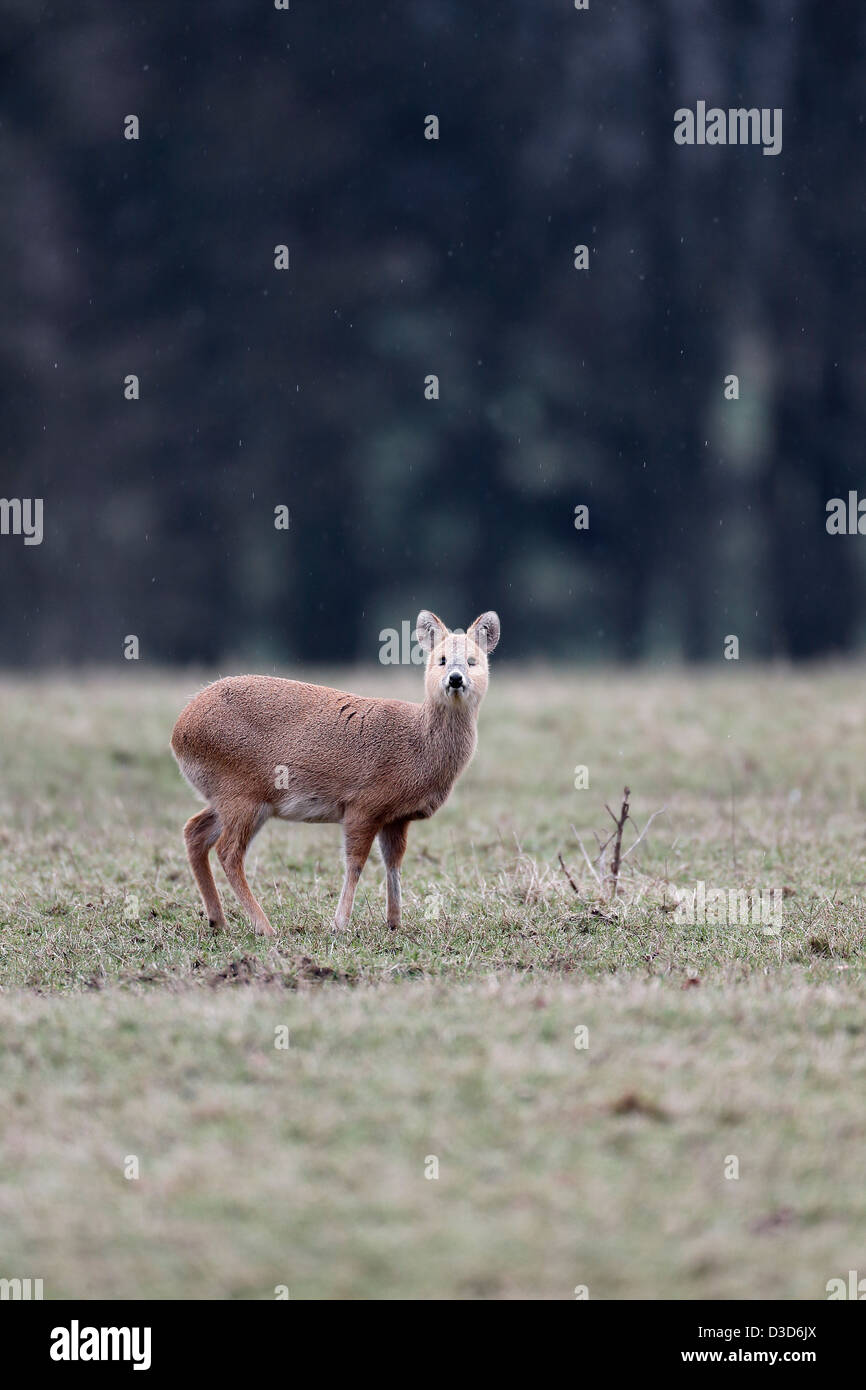 De l'eau chinois, cerfs Hydropotes inermis, seul mammifère de l'herbe, Bedfordshire, Février 2013 Banque D'Images