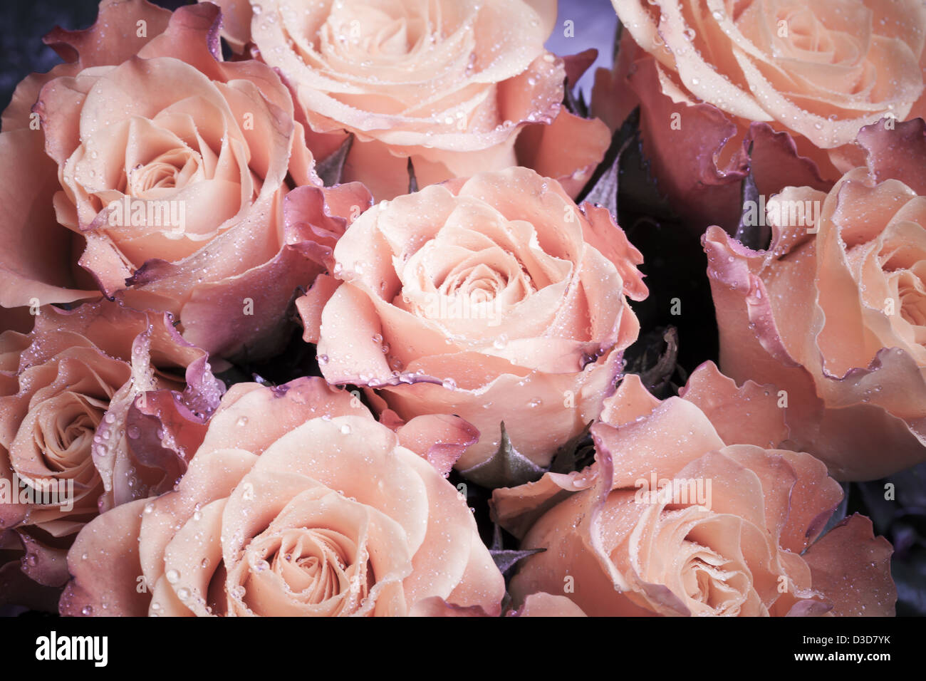 Bouquet de fleurs roses rose humide macro photo Banque D'Images Bouquet de fleurs roses rose humide macro photo Banque D'Images