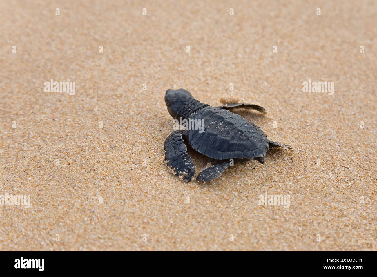 Les bébés tortues faire son chemin à l'océan Banque D'Images