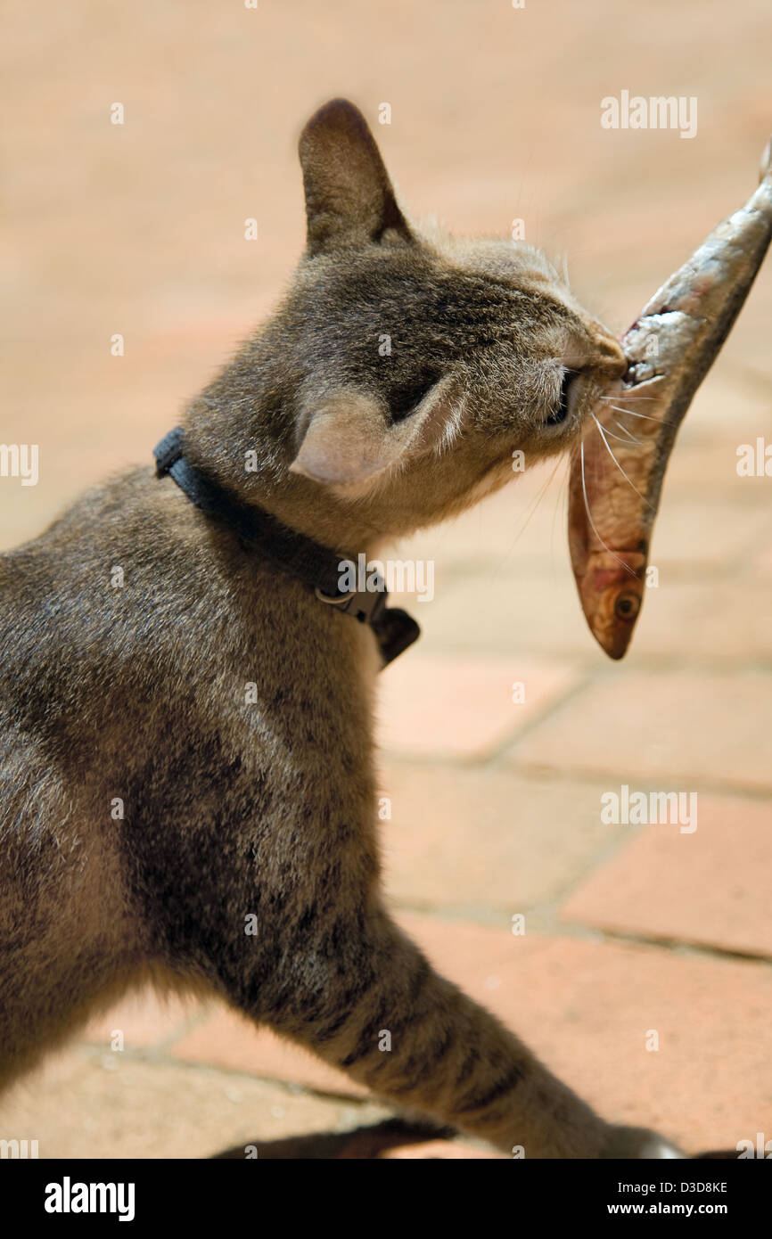 chat et poisson Banque D'Images