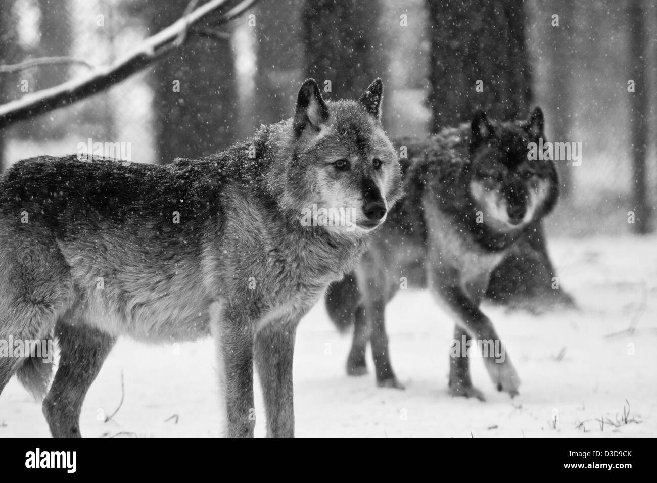 Le bois canadien en captivité les loups dans la neige. Banque D'Images