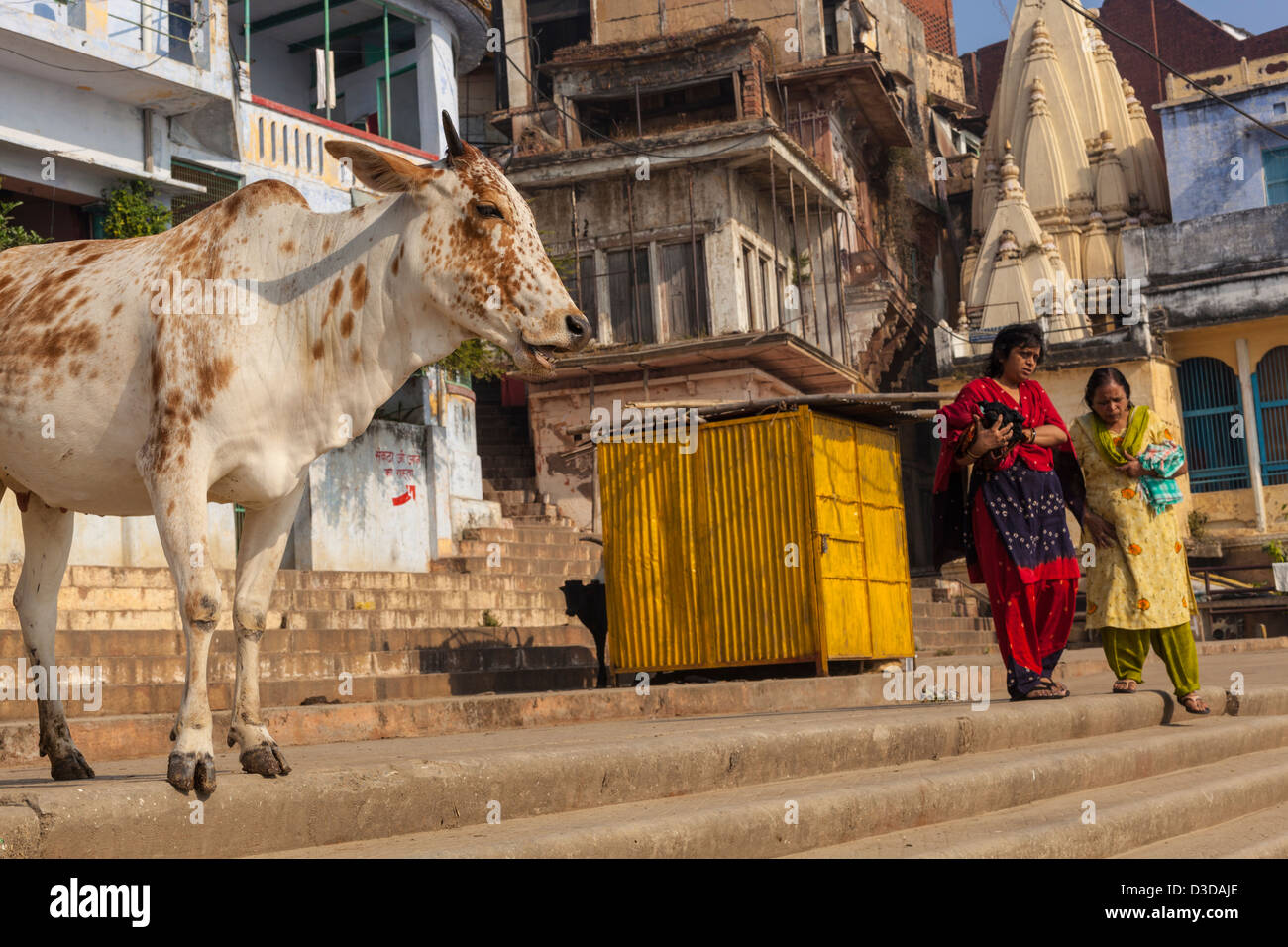 Holy Cow, Varanasi, Inde Banque D'Images